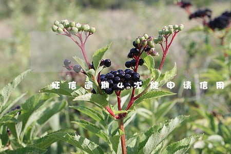 征信逾期4次能申请信用卡吗 征信逾期4次能申请信用卡吗