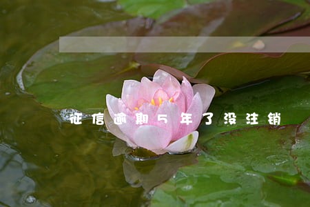 征信逾期5年了没注销 征信逾期5年了没注销