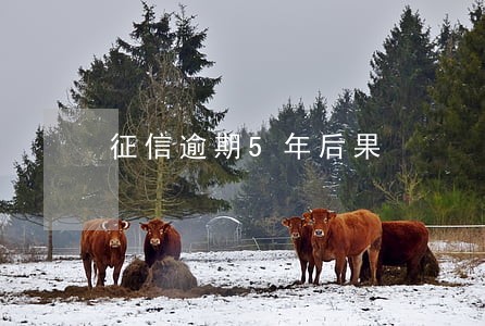 征信逾期5年后果 征信逾期5年后果