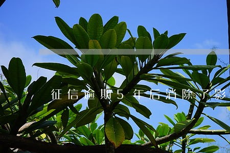 征信逾期5年后消除了影响入深户 征信逾期5年后消除了影响入深户