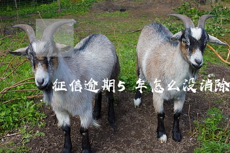 征信逾期5年怎么没消除 征信逾期5年怎么没消除