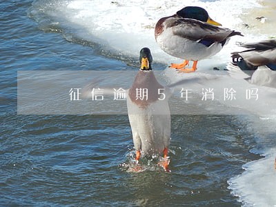征信逾期5年消除吗 征信逾期5年消除吗