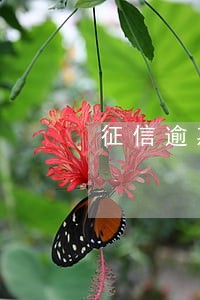 征信逾期5年自动消除吗 征信逾期5年自动消除吗