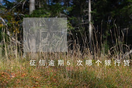 征信逾期5次哪个银行贷款 征信逾期5次哪个银行贷款