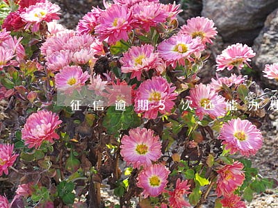 征信逾期5次还能办理房贷么 征信逾期5次还能办理房贷么