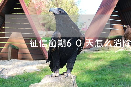 征信逾期60天怎么消除 征信逾期60天怎么消除