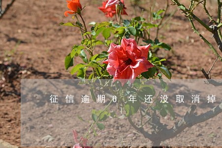 征信逾期6年还没取消掉怎么回事