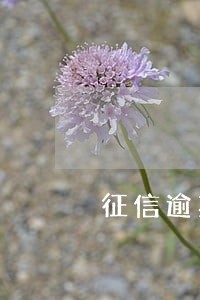 征信逾期6次买房 征信逾期6次买房