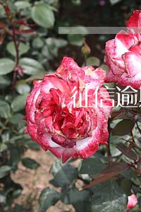 征信逾期6次买房交首付 征信逾期6次买房交首付