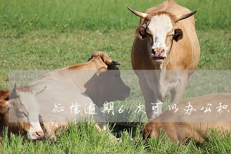 征信逾期6次可以办公积金吗