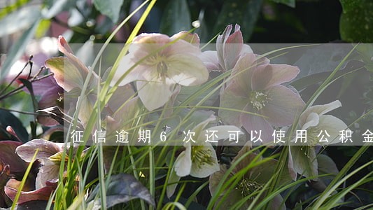征信逾期6次还可以使用公积金吗 征信逾期6次还可以使用公积金吗