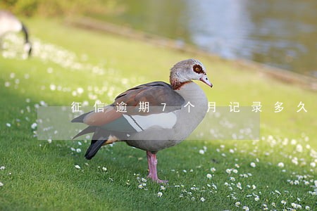 征信逾期7个月记录多久消除 征信逾期7个月记录多久消除