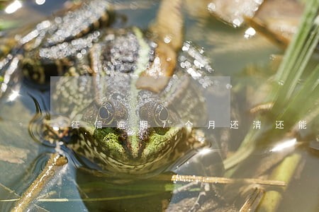 征信逾期7个月还清还能做担保人 征信逾期7个月还清还能做担保人