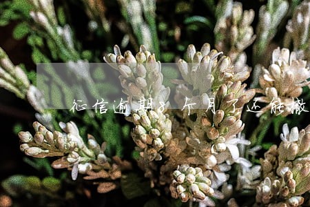 征信逾期8个月了还能撤销吗