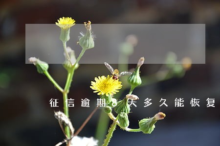 征信逾期8天多久能恢复 征信逾期8天多久能恢复