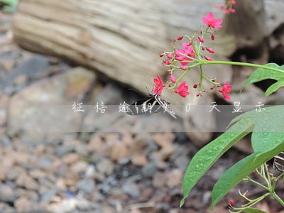 征信逾期90天显示 征信逾期90天显示