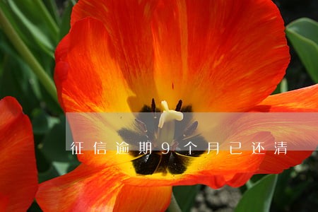 征信逾期9个月已还清 征信逾期9个月已还清