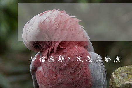 征信逾期9次怎么解决 征信逾期9次怎么解决