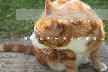 征信逾期一两次能贷款买房吗