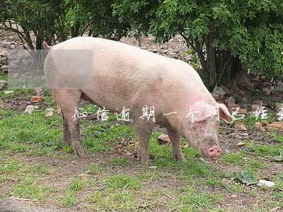 征信逾期一个月已经到4年了 征信逾期一个月已经到4年了