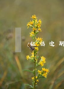 征信逾期一期贷款有影响吗 征信逾期一期贷款有影响吗