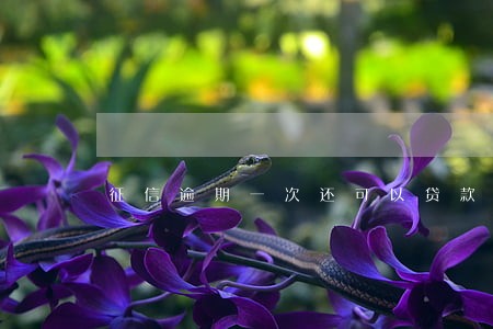 征信逾期一次还可以贷款吗 征信逾期一次还可以贷款吗