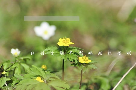 征信逾期不影响蚂蚁借呗 征信逾期不影响蚂蚁借呗