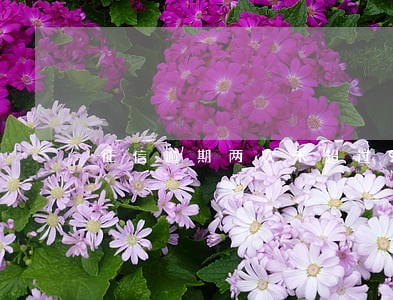 征信逾期两次未超过90天 征信逾期两次未超过90天