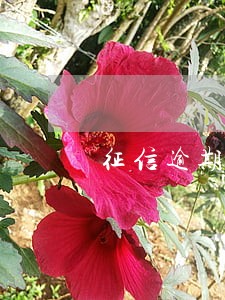 征信逾期严重5年后能消除吗 征信逾期严重5年后能消除吗