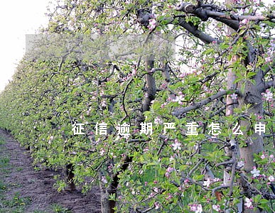 征信逾期严重怎么申请信用卡