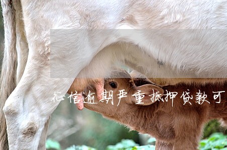征信逾期严重抵押贷款可以吗