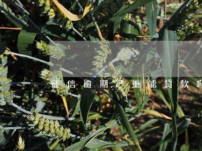 征信逾期严重能贷款吗 征信逾期严重能贷款吗