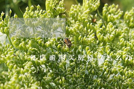 征信逾期买房贷款怎么办