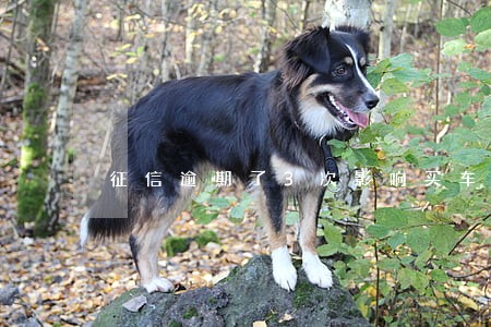 征信逾期了3次影响买车吗 征信逾期了3次影响买车吗