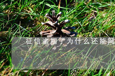 征信逾期了为什么还能网贷 征信逾期了为什么还能网贷