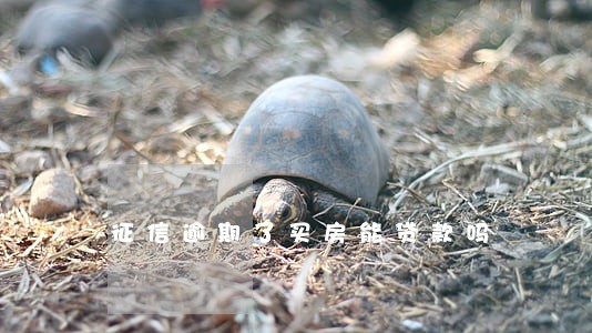 征信逾期了买房能贷款吗 征信逾期了买房能贷款吗