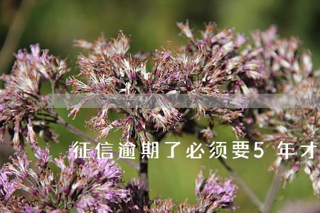 征信逾期了必须要5年才能恢复吗