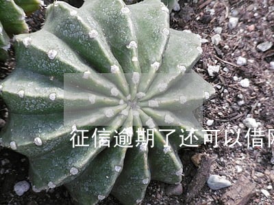 征信逾期了还可以借网贷吗 征信逾期了还可以借网贷吗