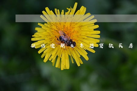 征信逾期五年想贷款买房