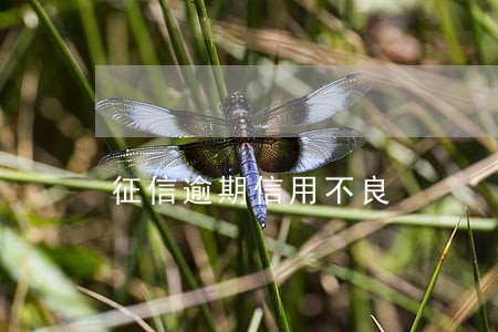 征信逾期信用不良 征信逾期信用不良