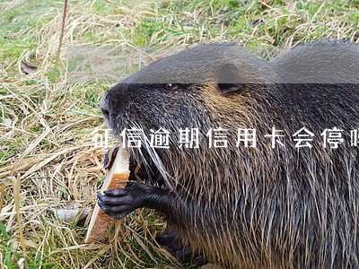 征信逾期信用卡会停吗 征信逾期信用卡会停吗