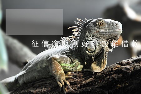 征信逾期刚好6次能借款 征信逾期刚好6次能借款