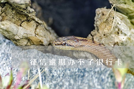 征信逾期办不了银行卡 征信逾期办不了银行卡