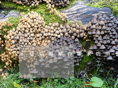 征信逾期办哪家信用卡好申请