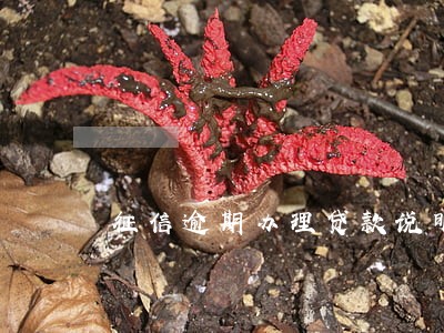 征信逾期办理贷款说明 征信逾期办理贷款说明