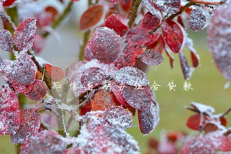 征信逾期办组合贷款 征信逾期办组合贷款
