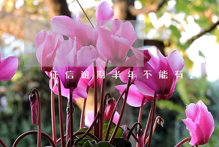 征信逾期半年不能有2 征信逾期半年不能有2