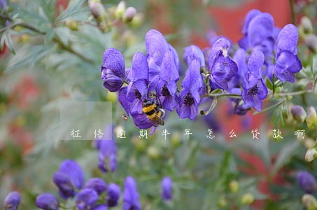 征信逾期半年怎么贷款啊 征信逾期半年怎么贷款啊