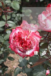 征信逾期可以借的网贷 征信逾期可以借的网贷