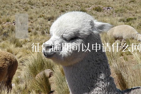 征信逾期可以申请什么网贷